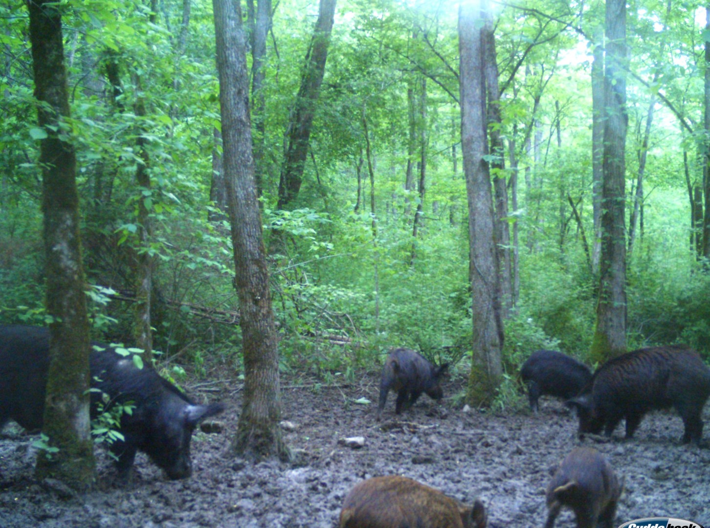 Group of Wild hogs