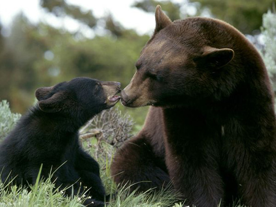 black-bear_233_600x450 (1)