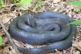 black rat snake