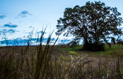 hay field