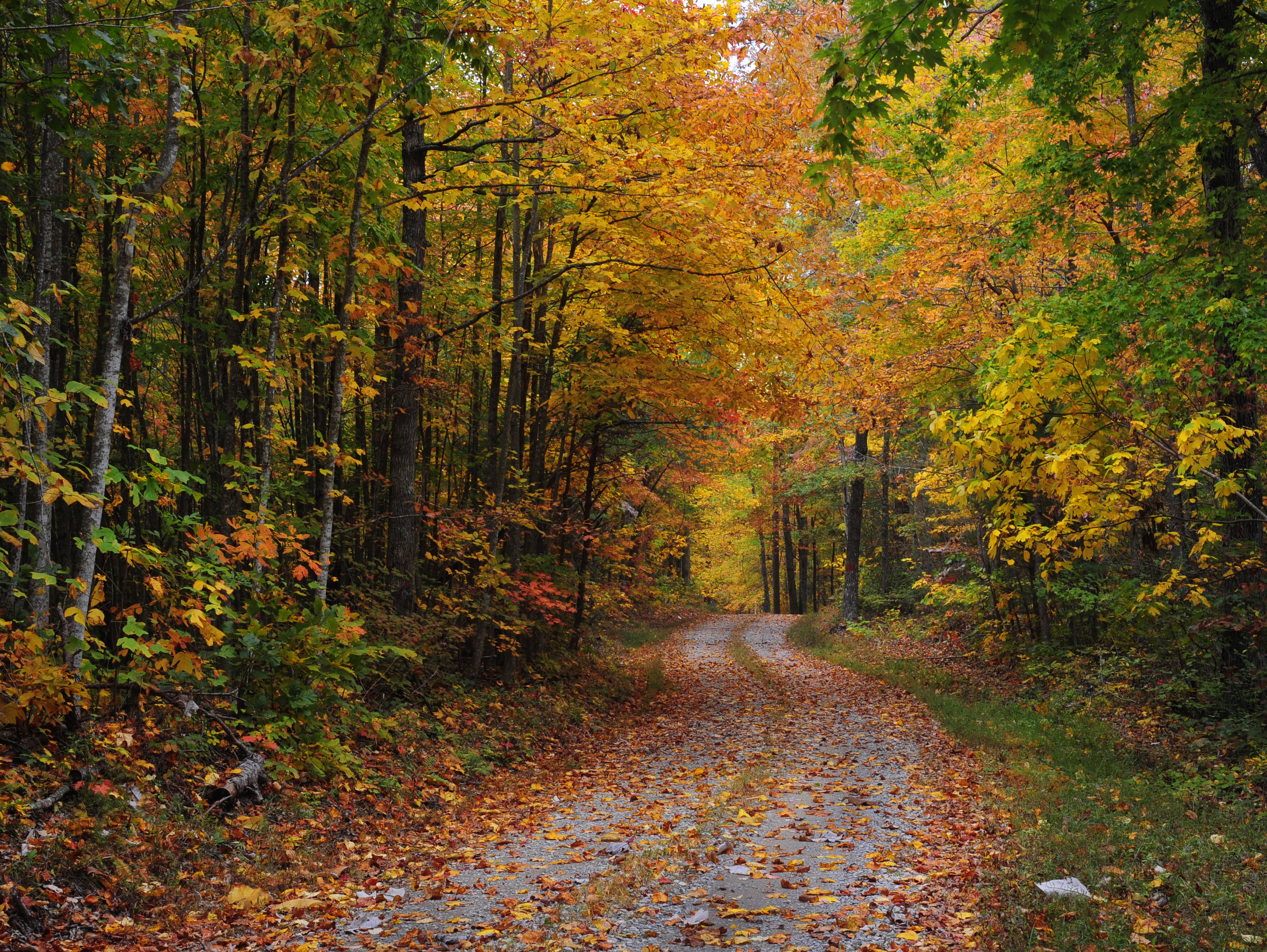 jayroe_jim_Country Roads_KY Landscapes Green and golden yellow autumn leaves fallen over a road.