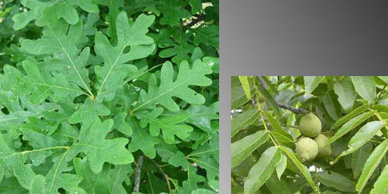 leaves