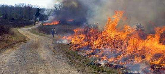 prescribed fire near bandy creek