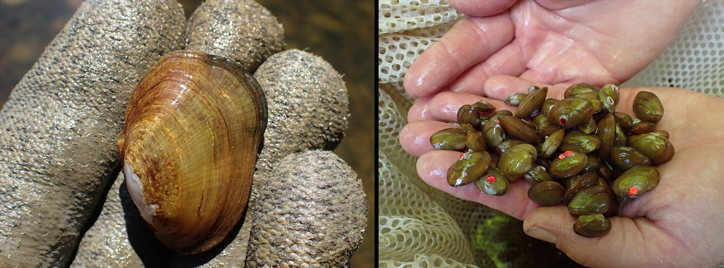 A collage of two images of the tan riffleshell