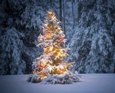 tree with snow and lights