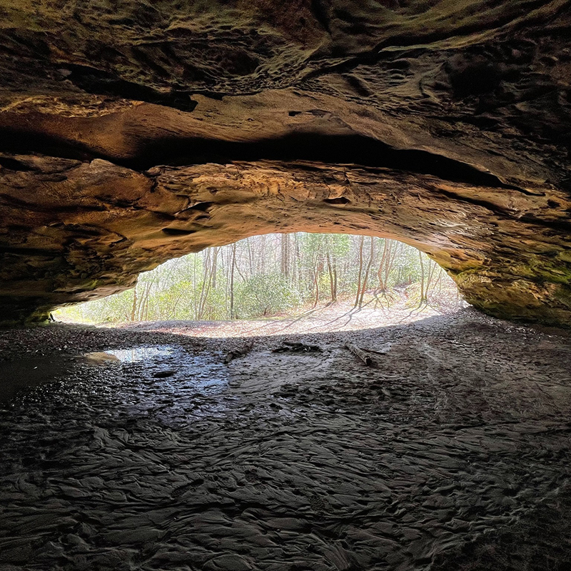 Inside a dark cave, looking out at the sunlit forest with light on the entrance.