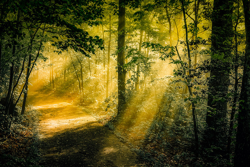 Artistic - Bob Wheaton - Path to Blue Heron Overlook