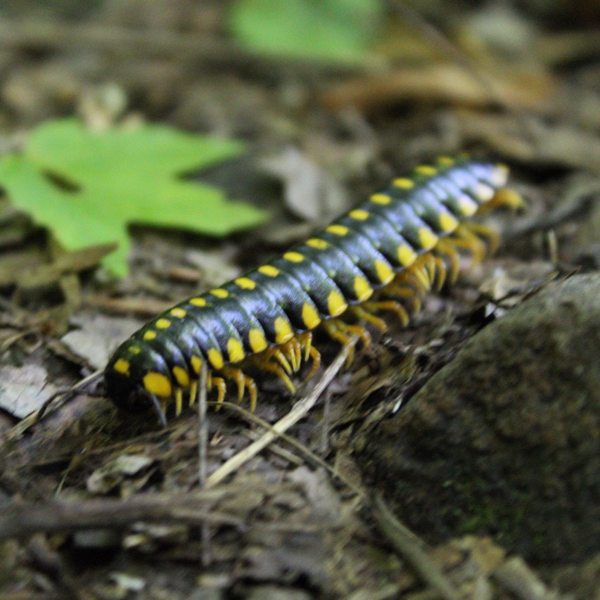 Close-up of a black and gold millipede surrounded by leaves.