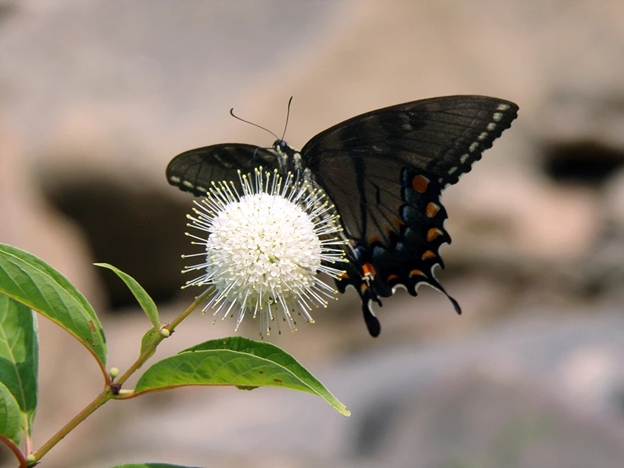 Butterfly-On-Flower Butterfly-On-Flower