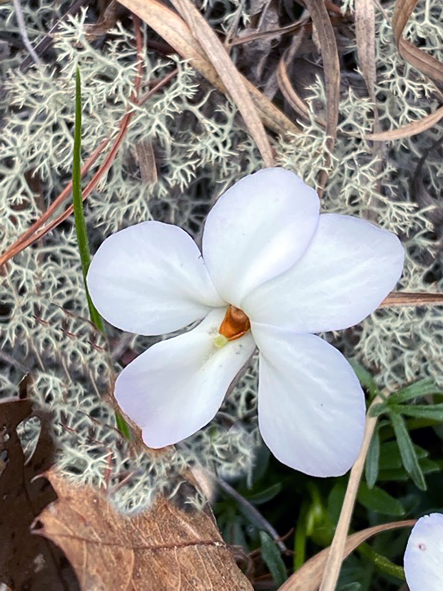 Emily-Meadors-White-Bird's-Foot-Violet-web