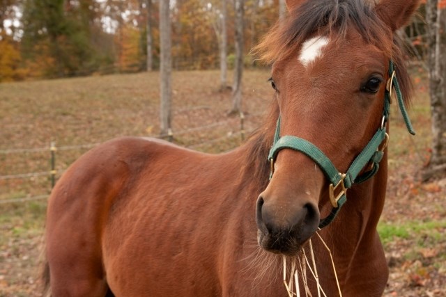 horse eating straw