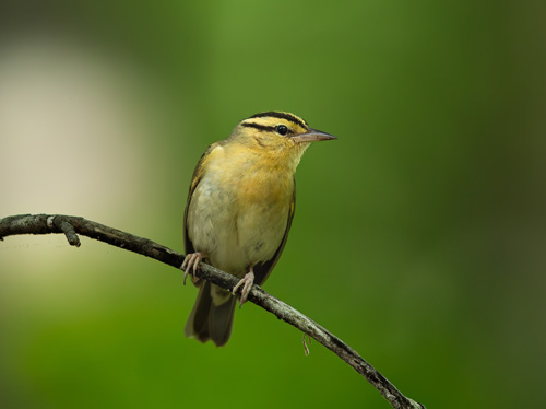 warbler on a tree branch