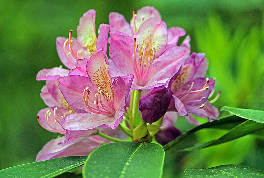 Flora & Fauna - Peggy Yaeger-Catawba Rhododendron