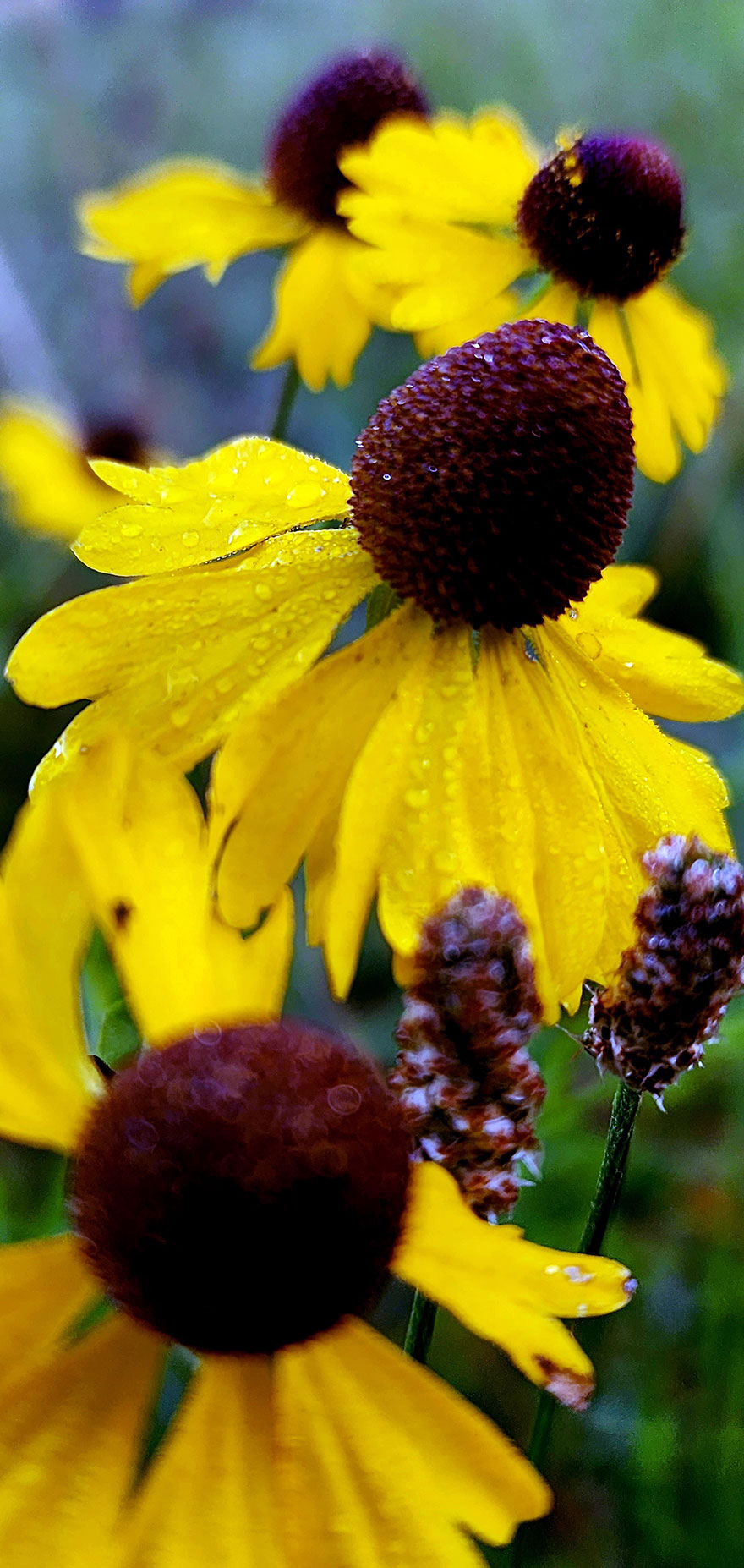 Heartway_Wren_Purplehead-sneezeweed_Youth-