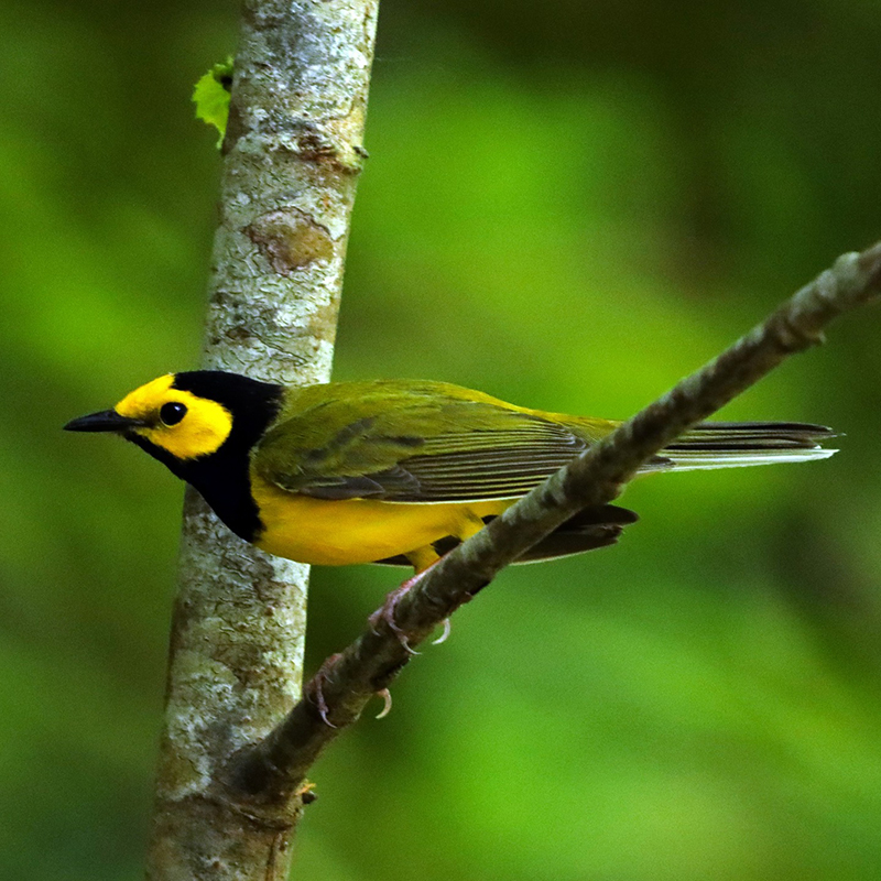 Hooded Warbler perched on a tree branch.