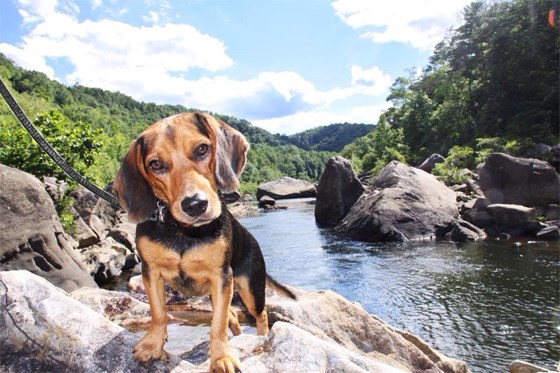 Beagle with leash standing on rock in river