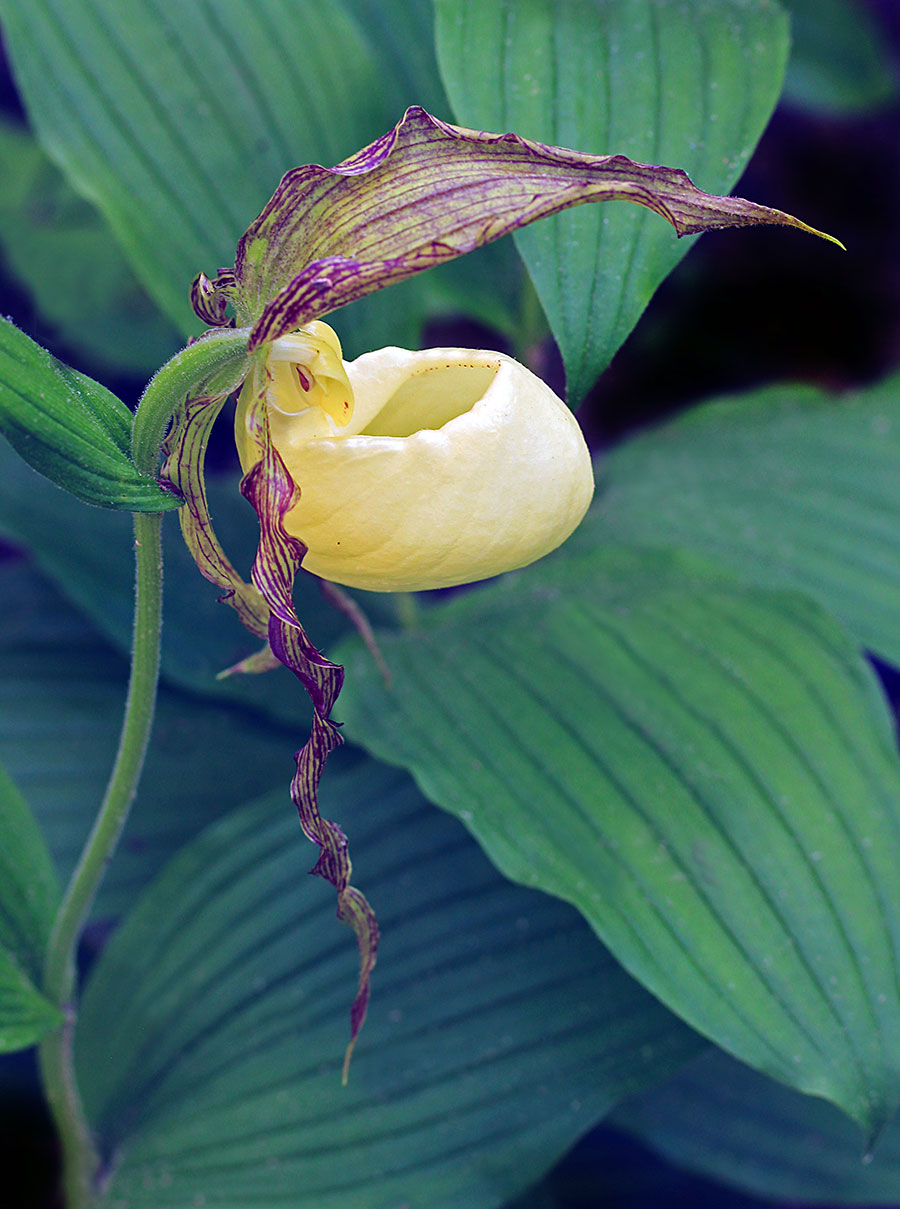 WEB-Yaeger_Peggy_Ky-ladyslipper_flora-and-fauna