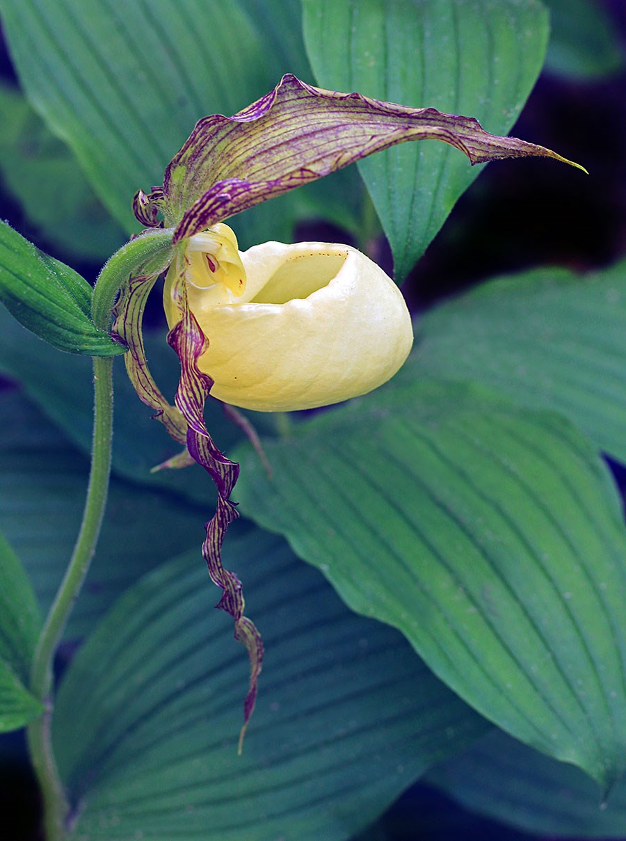 WEB-Yaeger_Peggy_Ky-ladyslipper_flora-and-fauna