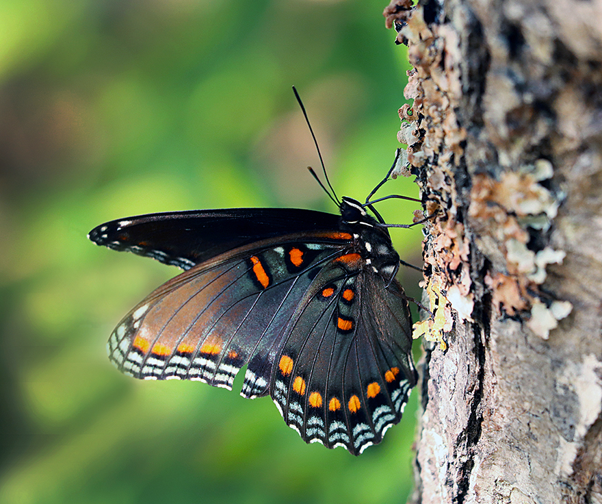 Yaeger_Peggy_-Red-spotted-Purple-Admiral-_Flora-&amp;-Fauna