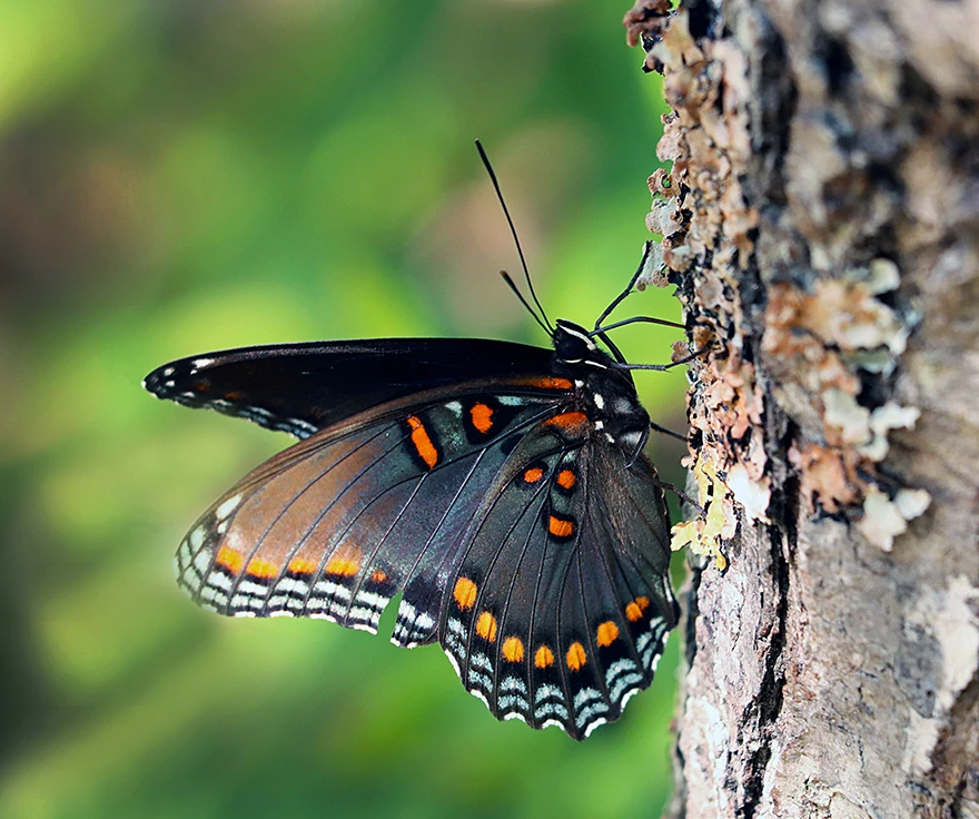 Yaeger_Peggy_-Red-spotted-Purple-Admiral-_Flora-&-Fauna Yaeger_Peggy_-Red-spotted-Purple-Admiral-_Flora-&-Fauna