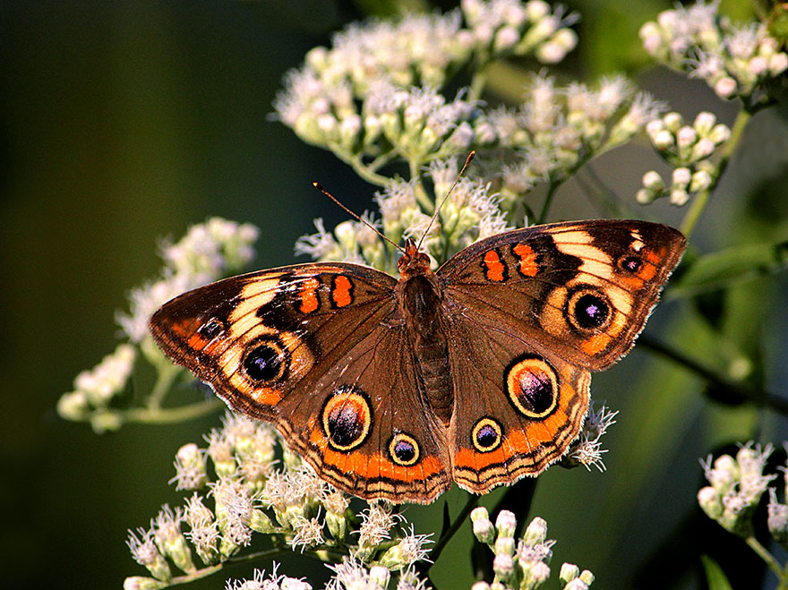 Yaeger_Peggy_-Buckeye-Butterfly_-Flora-&amp;-Fauna