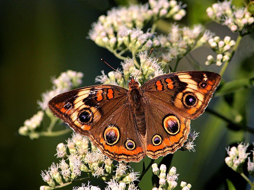 Yaeger_Peggy_-Buckeye-Butterfly_-Flora-&amp;-Fauna