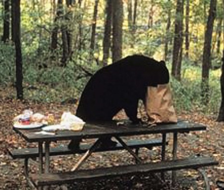 Black bear standing on picnic table eating