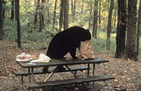 black_bear_picnic_table_285