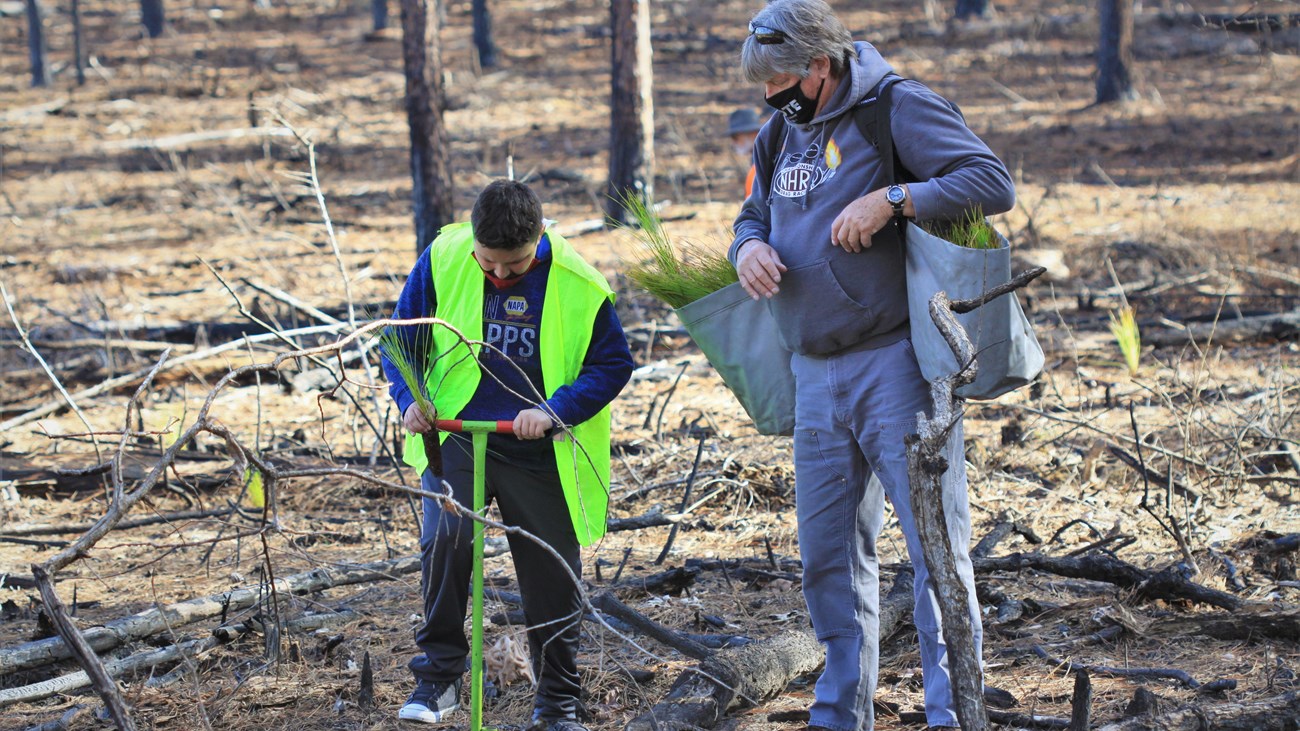 father and son planting longleaf pine trees