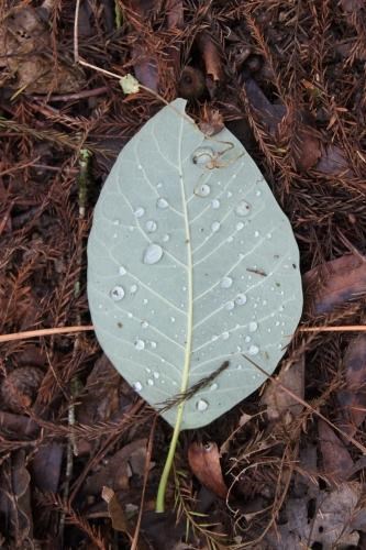 dew drops on a leaf on the ground
