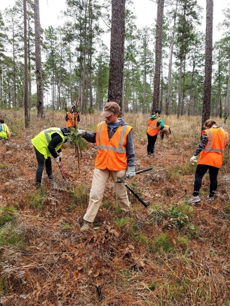 volunteers in orange vests clearing brush in pine forest on overcast day