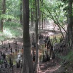 Big Thicket National Preserve