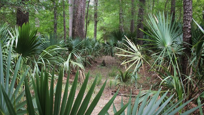 palmettos growing on the forest floor