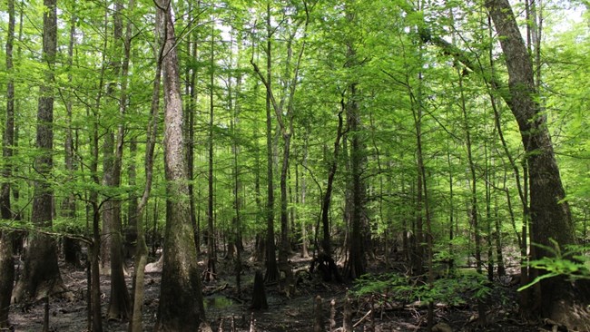 dense thicket of cypress trees