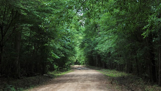 dirt road leading into the woods