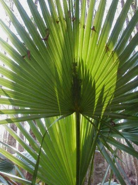 A palmetto A palmetto