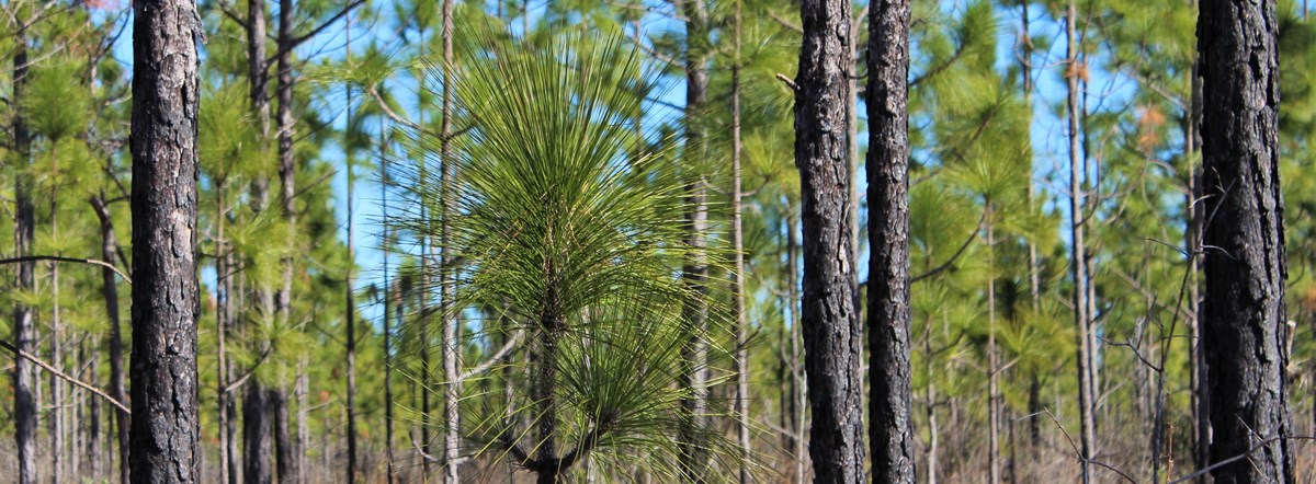 young longleaf pines in a forest
