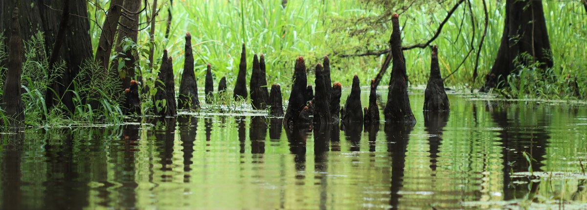 Mysterious looking cypress knees and their reflections in still water, with green grasses in the distance.