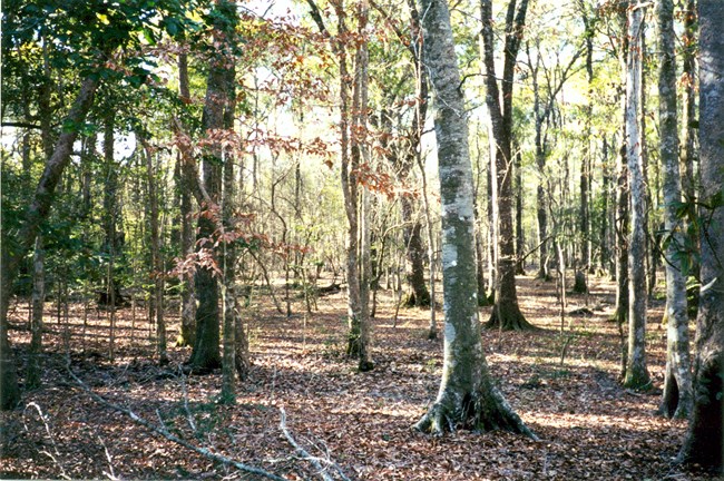 beech tree forest with sunlight poking through the canopy
