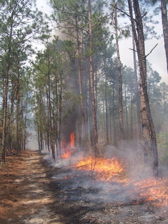 Fire burning along wooded trail.