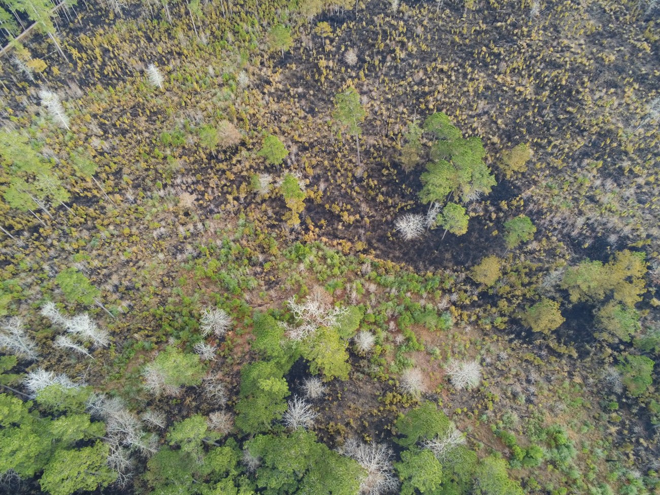 aerial photo from a drone showing burned landscape