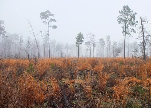 pine savannah in the fog