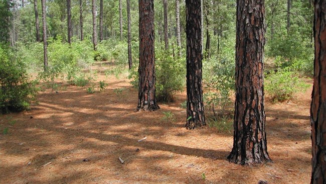 pine trees and the forest floor