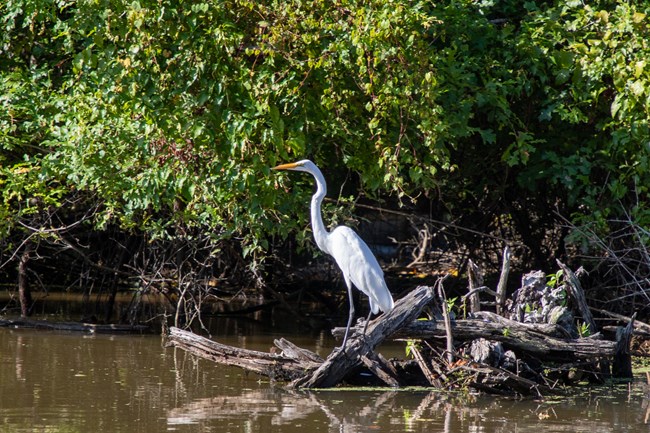 Great egret standing on a log next to a river