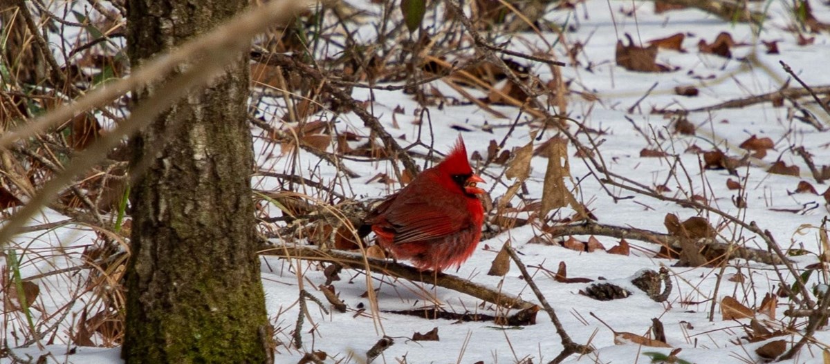 bright red male cardinal looking very puffy in the snow