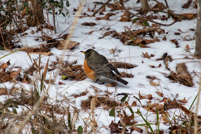 puffy-looking robin standing in snow