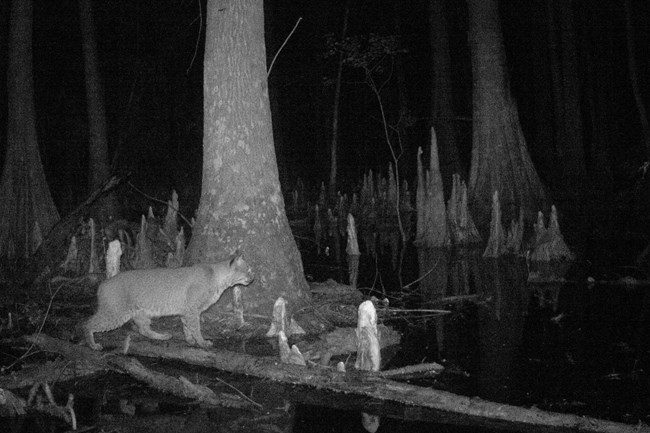 black and white image of a bobcat in a swamp at night