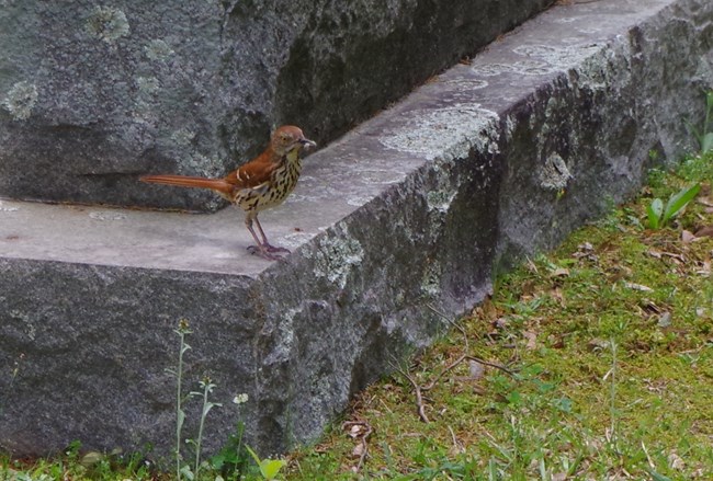 brown thrasher standing on a stone block