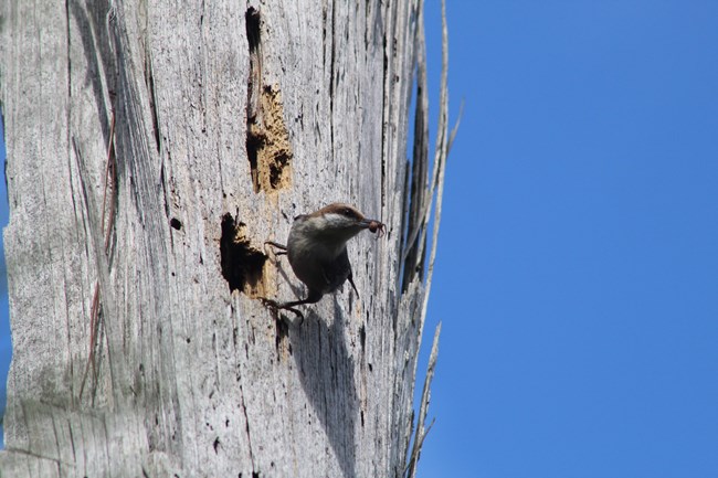 brown headed nuthatch perched on the side of a tree with a spider in its beak