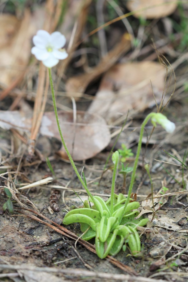 close up of a small butterwort plant and its flower
